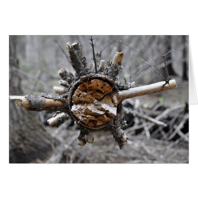 Broken Pine (Front Horizontal)