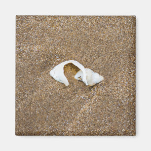 Broken shell fridge magnet