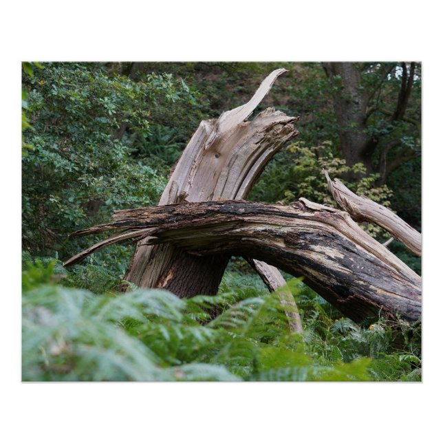 Broken Tree Poster (Front)