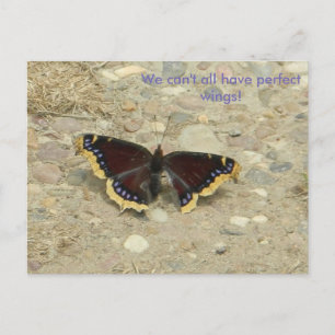 Broken Wing Potcard Postcard