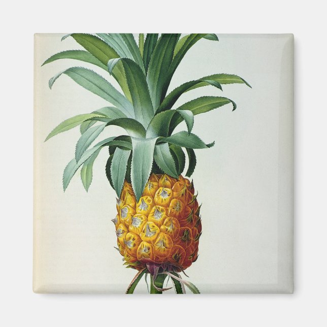 Bromelia Ananas, from 'Les Bromeliacees' Magnet (Front)