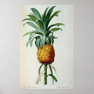Bromelia Ananas, from 'Les Bromeliacees' Poster