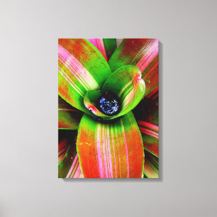 Bromeliad Canvas Print