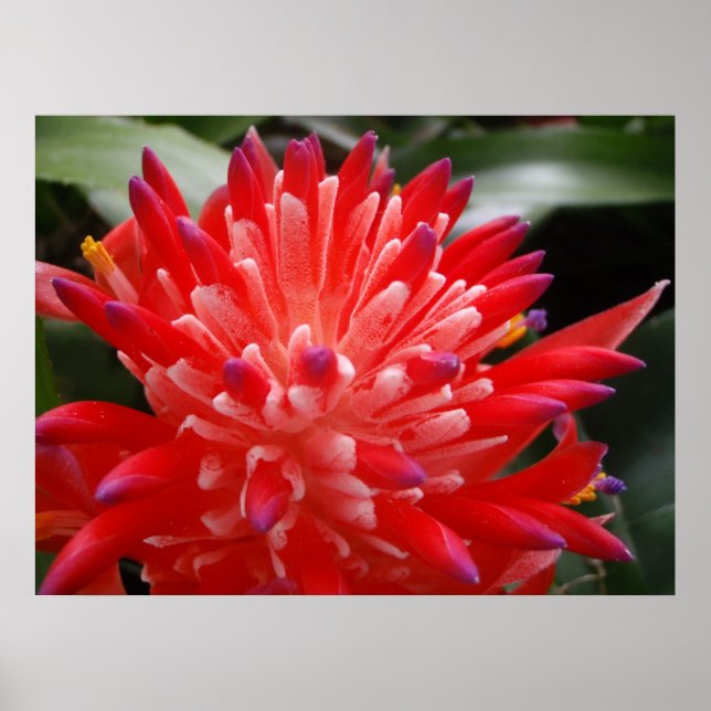 Bromeliad Flower Poster (Front)