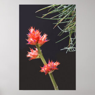 Bromeliad Flowers and Stem Poster