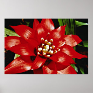 Bromeliad  flowers poster