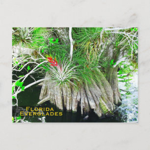 Bromeliad on Mangrove, Florida Everglades Postcard