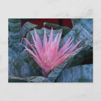Bromeliad Postcard