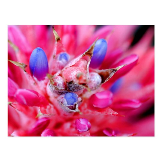 Bromeliad Postcard
