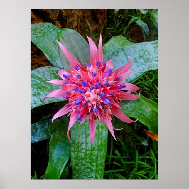 Bromeliad Poster (Front)