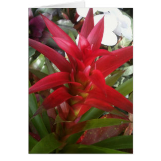 Bromeliad, red