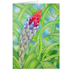 Bromeliad tropical