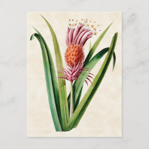 Bromeliad Vintage Botanical Postcard
