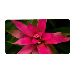 Bromeliade en fleur