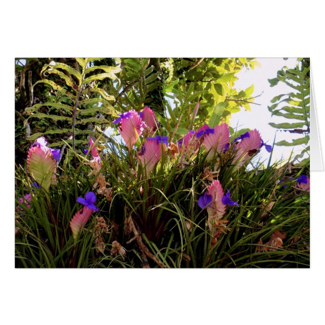 Bromelière de Quill Rose (Devant horizontal)