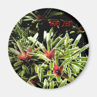 bromeliers aimant zen vivant