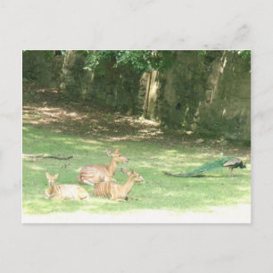 Bronx Zoo  Image Postcard