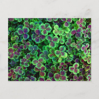 BRONZE DUTCH CLOVER POSTCARD