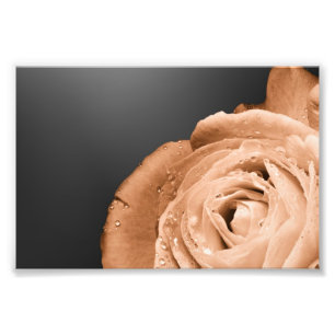 Bronze rose photo print