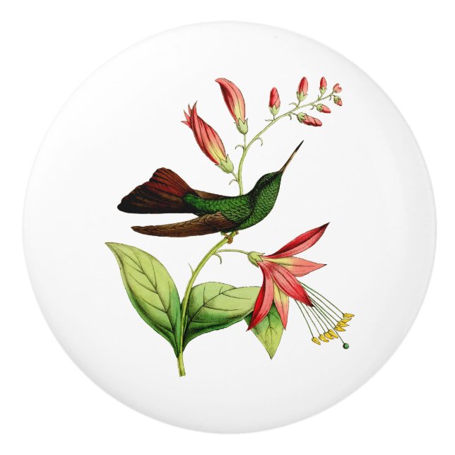 Bronze Tailed Plumeleteer Hummingbird Ceramic Knob (Front)