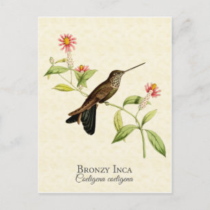 Bronzy Inca Hummingbird Vintage Art Postcard