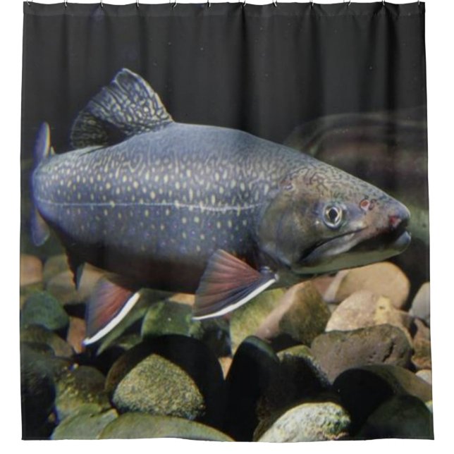 BROOK TROUT (Front)