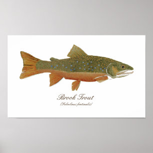 Brook Trout Art Poster