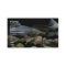 Brook trout