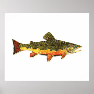 Brook Trout Fish Painting Poster