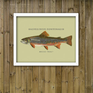 Brook Trout Fishing Poster