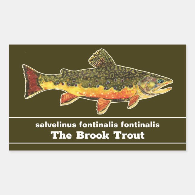 Brook Trout Fly Fishing Latin Name Ichthyology Sticker (Front)