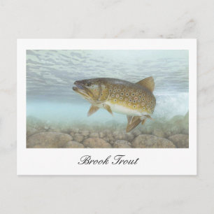 Brook Trout Painting Postcard