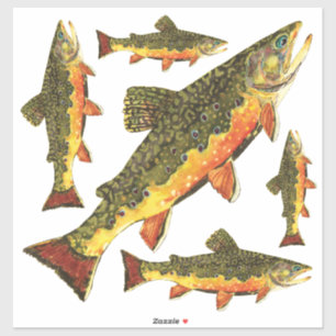 Brook Trout salvelinus fontinalis