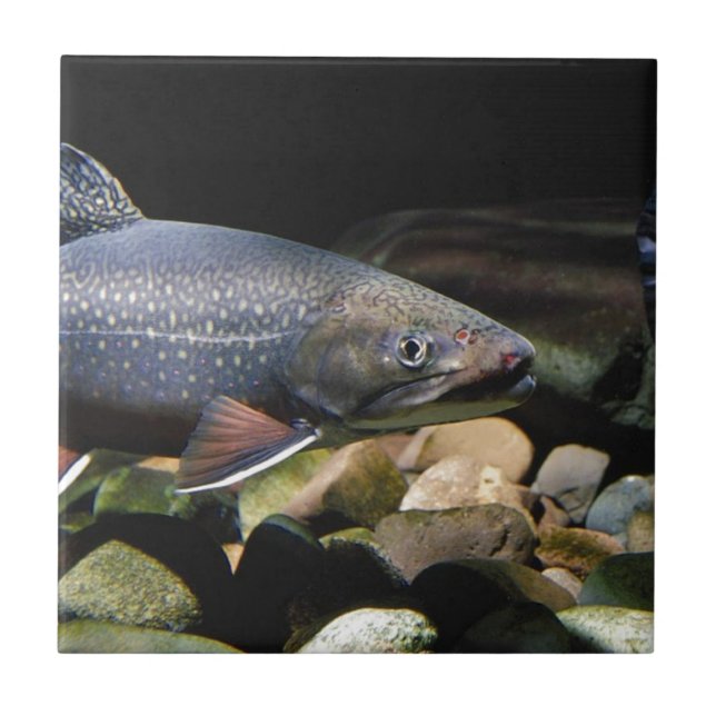 Brook Trout Tile (Front)
