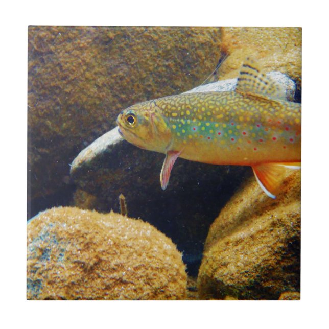 Brook Trout Tile (Front)