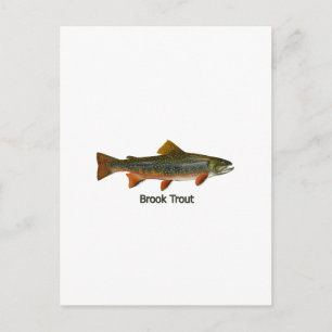 Brook Trout (titled) Postcard