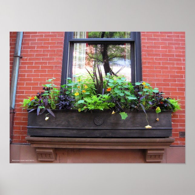 Brooklyn Window Poster (Front)