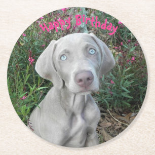 Brooklyn's Birthday Garden Party - Weimaraner Dog  Round Paper Coaster