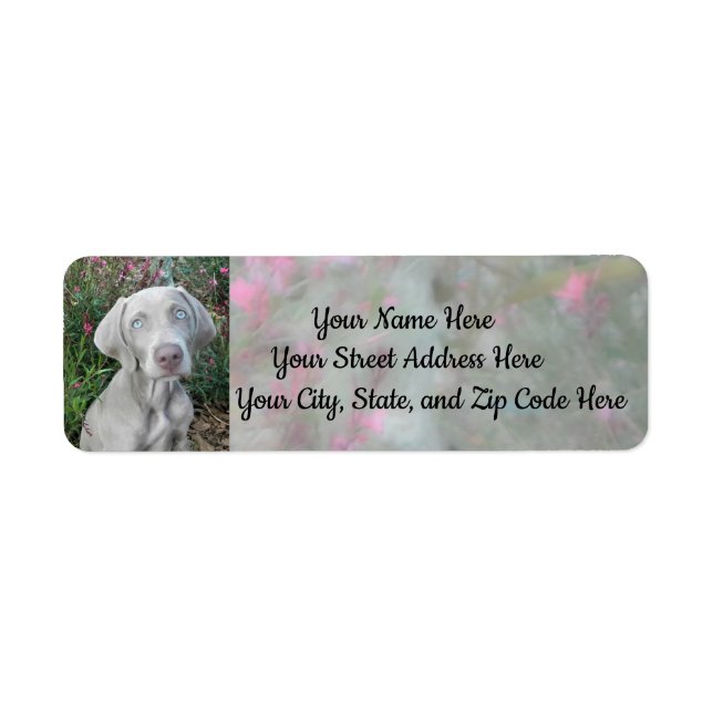 Brooklyn's Garden Party - Weimaraner Dog Address (Devant)