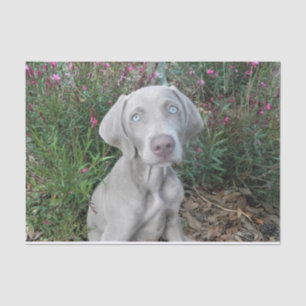Brooklyn's Garden Party - Weimaraner Dog  Tissue Paper