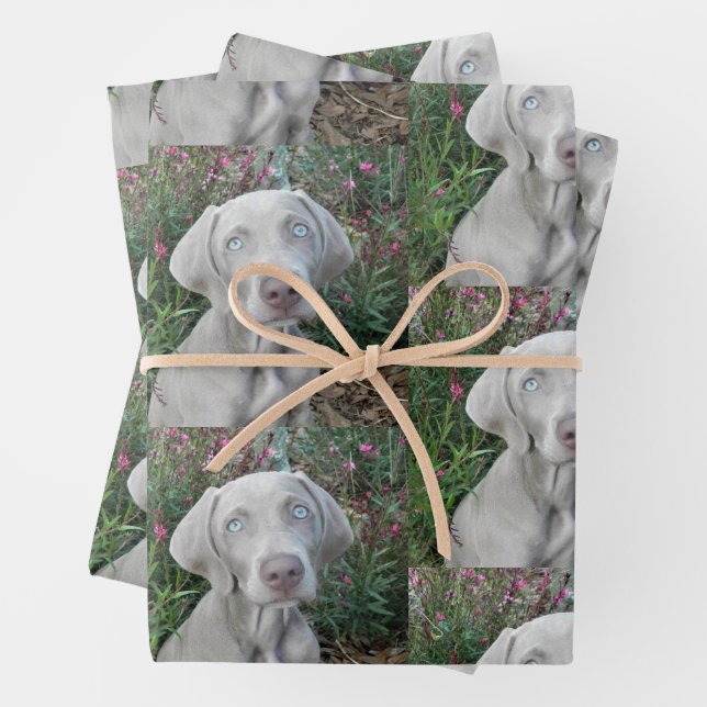 Brooklyn's Garden Party - Weimaraner Dog  Wrapping Paper Sheet (In situ)
