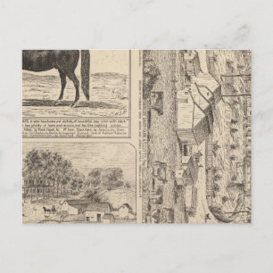 Brookside Dairy Farm Postcard