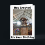 *BROTHER* LLAMA HUMOR ON YOUR BIRTHDAY CARD<br><div class="desc">TO MY BROTHER,  SAYS THIS TALKING LLAMA = LET ME OUT SO WE CAN "CELEBRATE"</div>