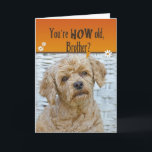 Brother's Birthday Card<br><div class="desc">Cute expression on poodle's face for humourous Brother's birthday.</div>