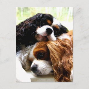 Brothers Cavaliers Postcard