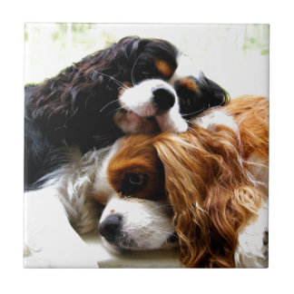 Brothers Cavaliers Tile