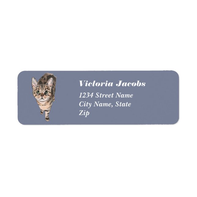 Brown Américain Shorthair Kitty (Devant)