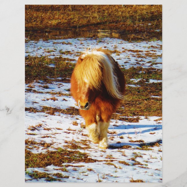 Brown and cream miniature horse in the snow. (Front)