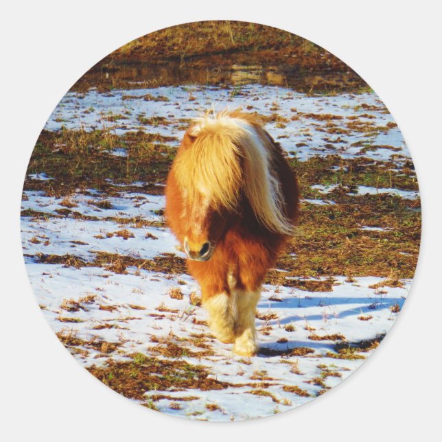 Brown and cream miniature horse in the snow. classic round sticker (Front)