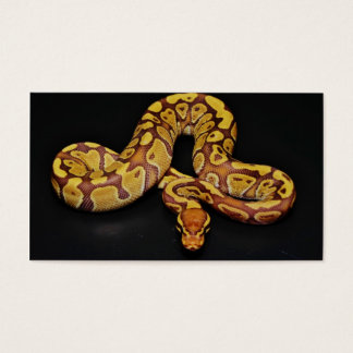 Brown and Gold Ball Python